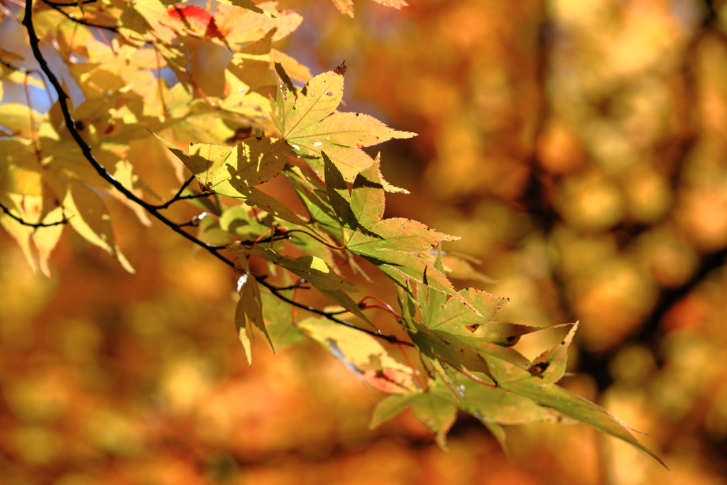 静けさ漂うタカドヤ湿地の紅葉＃５