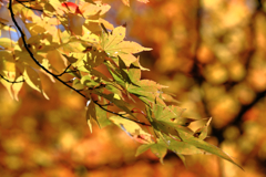 静けさ漂うタカドヤ湿地の紅葉#5