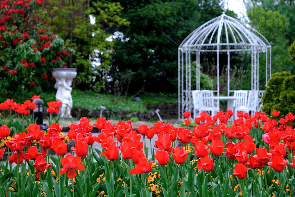 春爛漫チューリップたち＃６