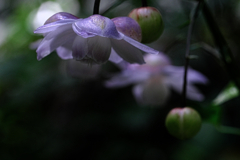 今年もレンゲショウマに逢いに#8