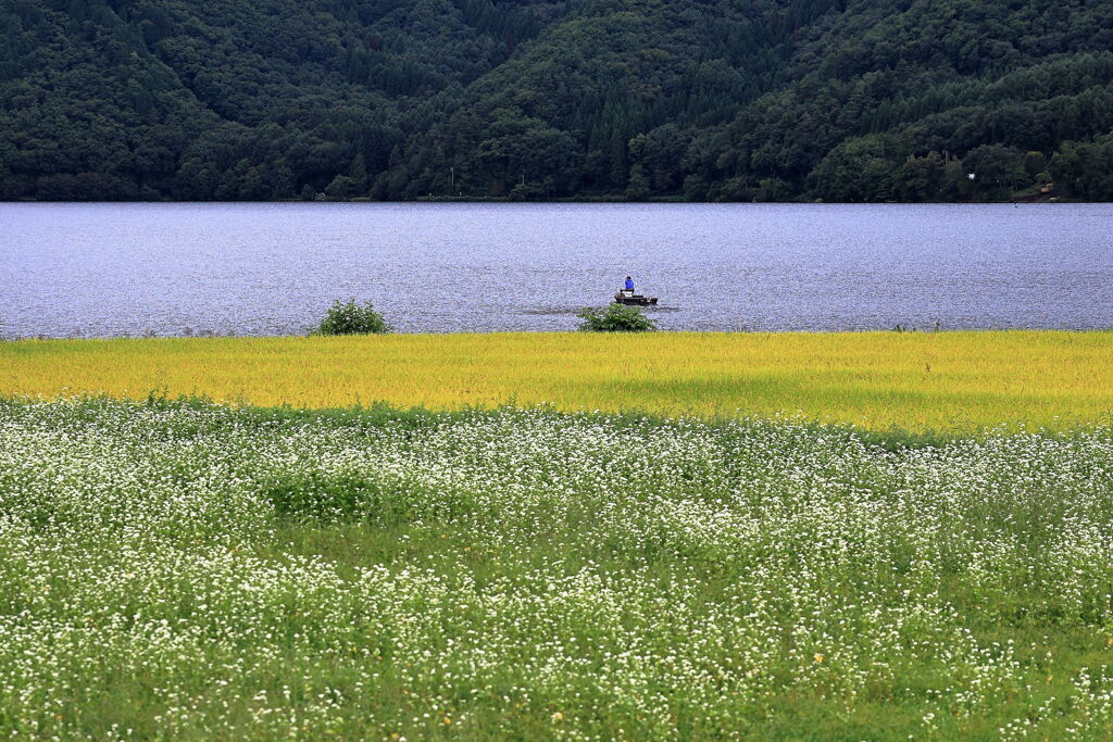 木崎湖付近の蕎麦畑満開＃１