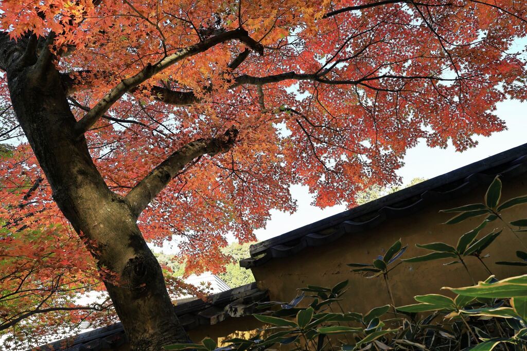 見頃を迎えた松平郷の紅葉＃２