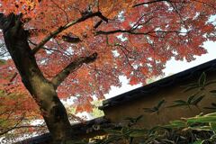 見頃を迎えた松平郷の紅葉#2