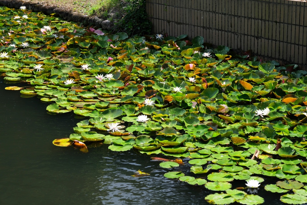 残暑の中・久し振りにデンパークへ＃３