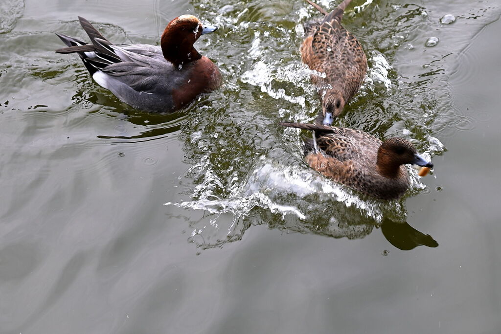 岡崎南公園に居る白鳥とカモたち！＃５