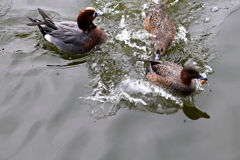 岡崎南公園に居る白鳥とカモたち！＃５