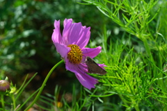 中部電力ヒーリングガーデンの秋景色＃３