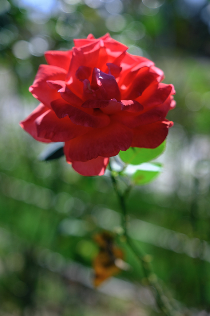 ミササガパークの秋バラ＃３