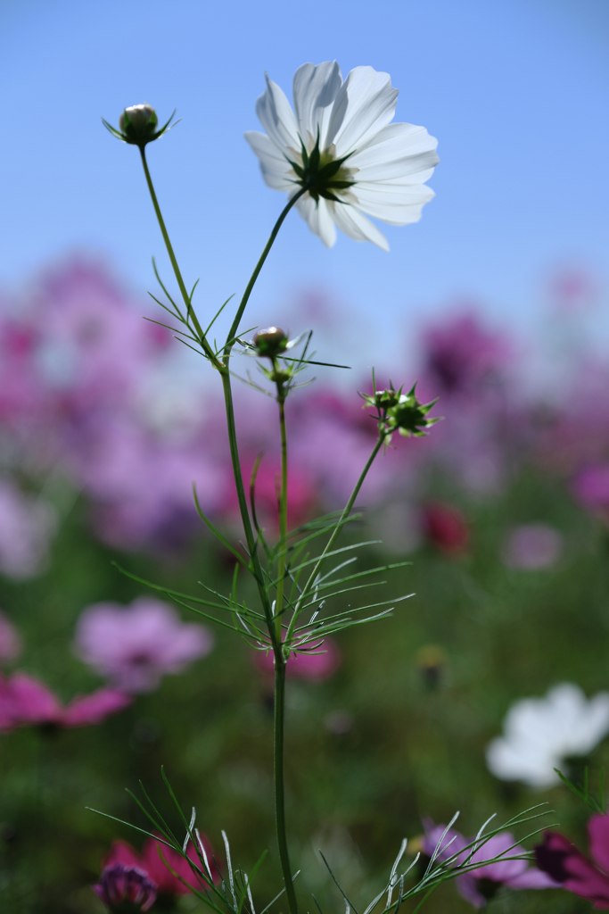 季節外れの向日葵とコスモスのコラボ＃７