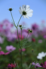 季節外れの向日葵とコスモスのコラボ＃７