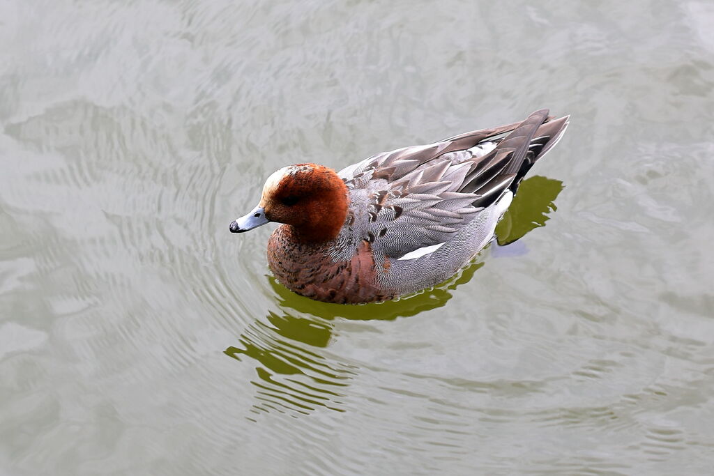 岡崎南公園に居る白鳥とカモたち！＃２