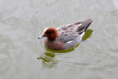 岡崎南公園に居る白鳥とカモたち！＃２