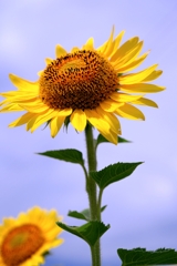 市内のヒマワリ畑ロケハン#10