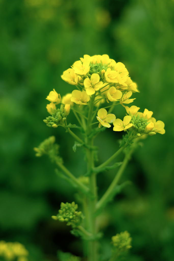 春を告げる花・菜の花＃３