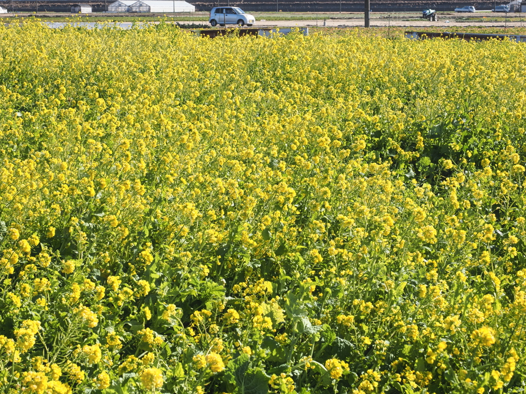 気持ちは晴れる菜の花＃２
