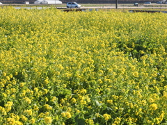 気持ちは晴れる菜の花＃２