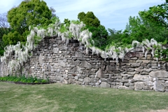 今シーズン見納めの藤の花＃７