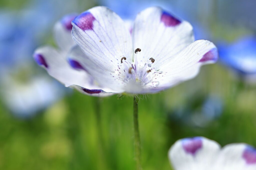 サクラから次の花へ移り変わり＃１