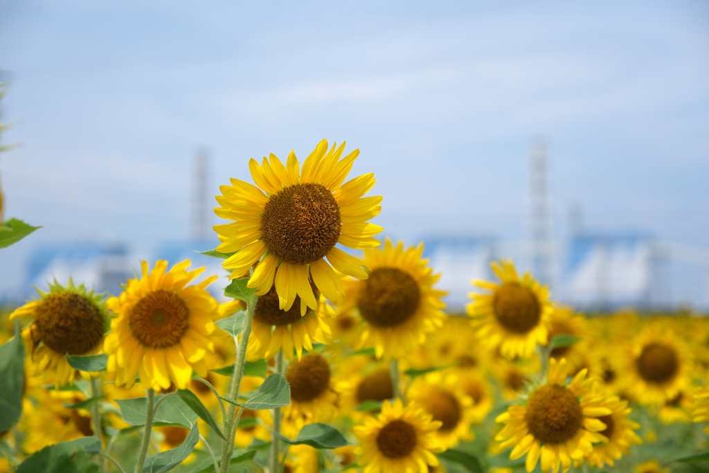久し振りの青空にヒマワリ畑＃３