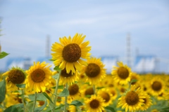 久し振りの青空にヒマワリ畑＃３