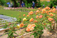 ミササガパークは薔薇が見頃#2