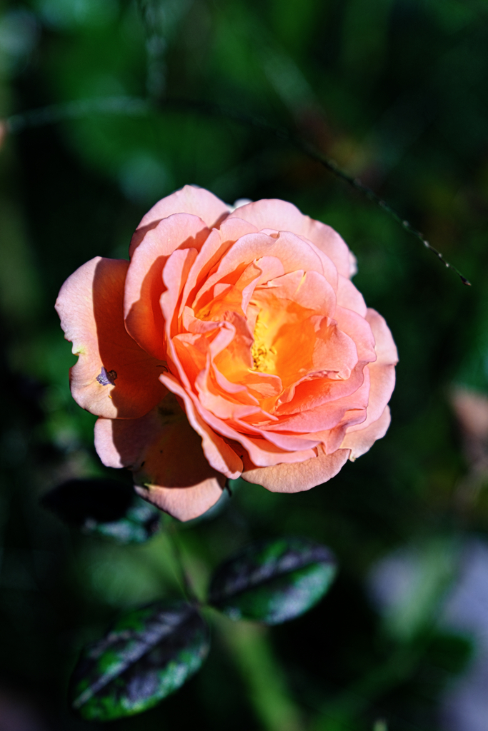 ミササガパークの秋バラ＃４