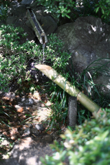 新緑が眩しい丈山苑＃７