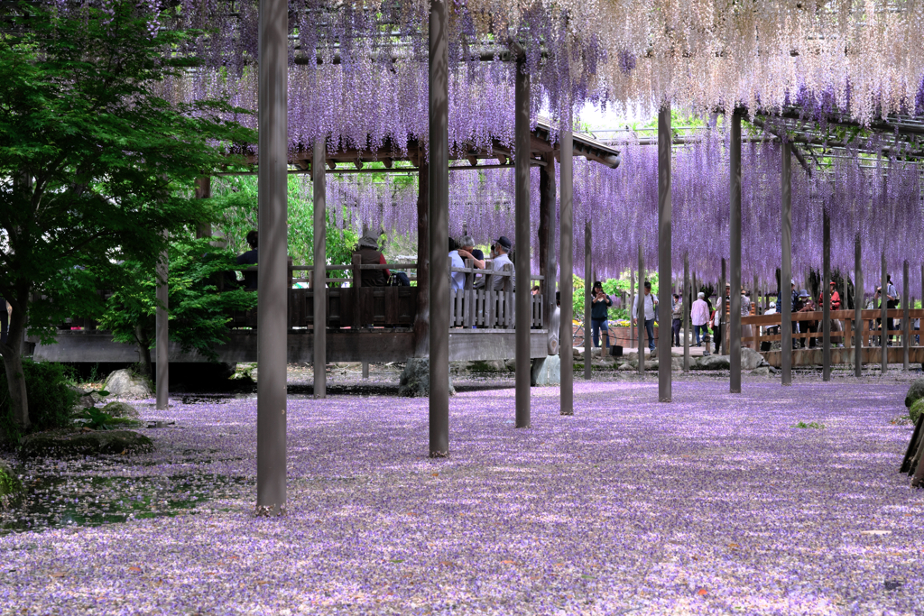 散り始めの藤撮影＃４