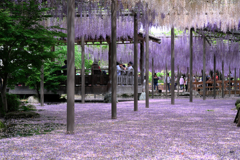 散り始めの藤撮影＃４