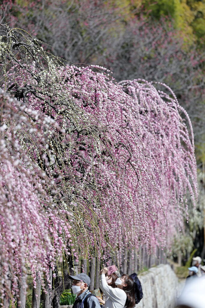 枝垂れサクラが満開＃１９