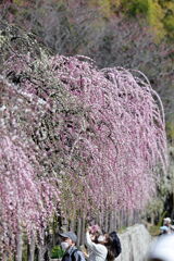 枝垂れサクラが満開＃１９