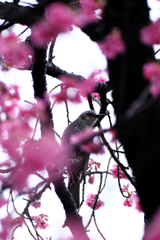 雨上がりの寒緋サクラと野鳥たち＃３