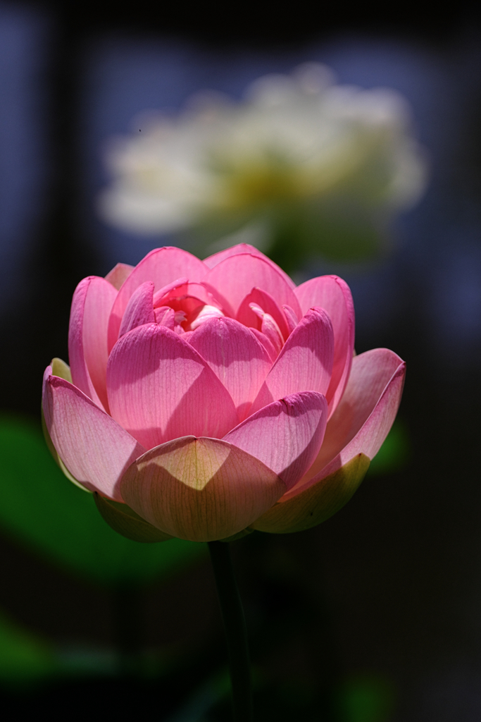 水辺公園蓮の花＃７