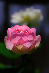 水辺公園蓮の花#7