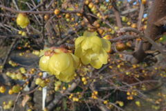 咲き始めた近所のロウバイの花＃８