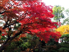 紅葉の名所西尾市の『尚古荘』#5