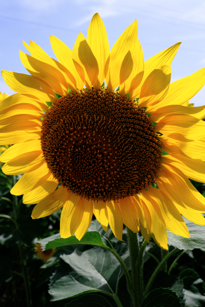 早咲きの向日葵が満開＃８