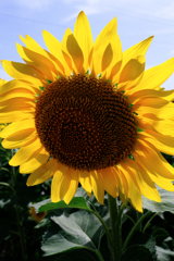 早咲きの向日葵が満開#8