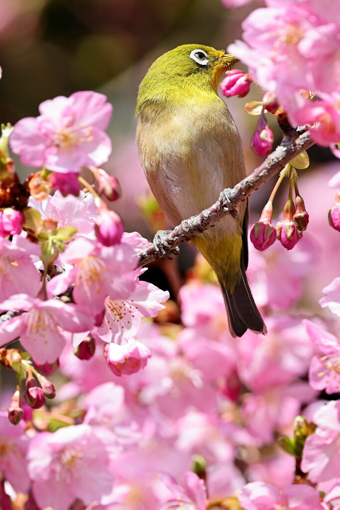 河津桜とメジロちゃんのコラボ＃４