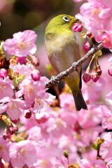 河津桜とメジロちゃんのコラボ#4