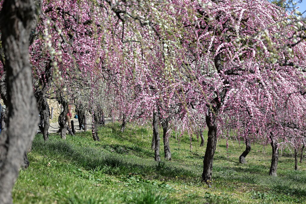 枝垂れサクラが満開＃１８