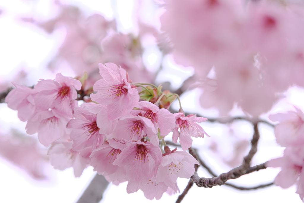 見頃を迎えた陽光サクラ＃１０