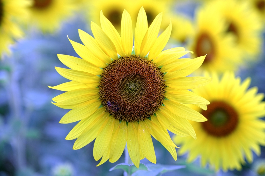 にいみ農園ヒマワリ畑＃５