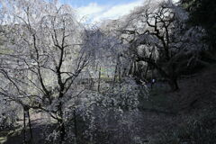 持統天皇が手植えの枝垂れサクラ＃７