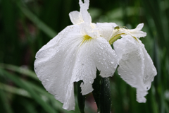 雨降りの花菖蒲撮影＃６