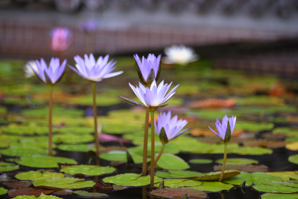 スイレンの花が見頃＃１