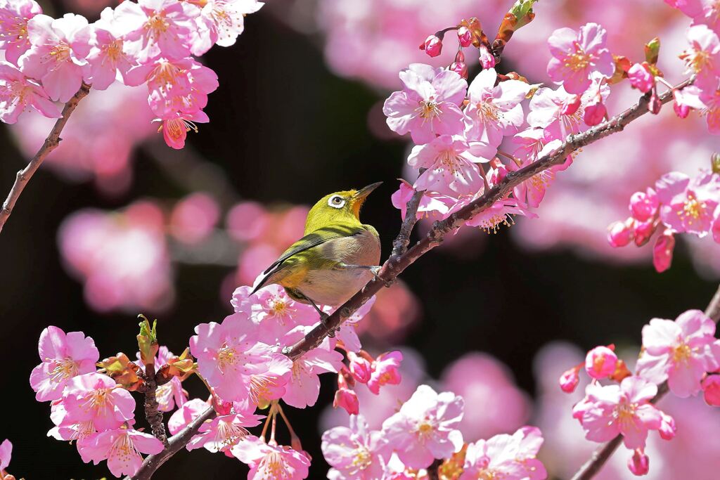 河津桜とメジロちゃん＃１０