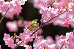 河津桜とメジロちゃん＃１０