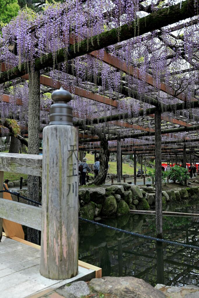 津島市・天王川の藤まつり＃４