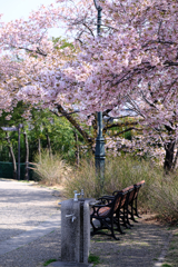 早咲きサクラが見頃＃９